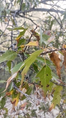 Quercus canbyi