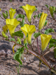 Exodeconus flavus