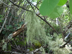 Usnea sanctaeritae