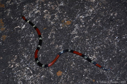 Argentinian coral snake, Micrurus pyrrhocryptus