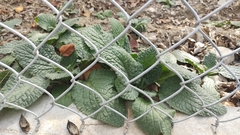 Borago