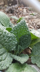 Borago