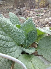 Borago
