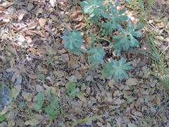 Coronilla scorpioides