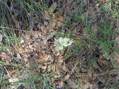 Thalictrum tuberosum