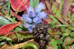 Bellevalia hyacinthoides