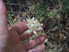 Thalictrum tuberosum