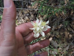 Thalictrum tuberosum