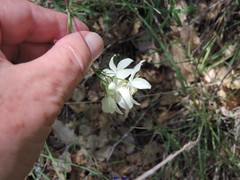 Thalictrum tuberosum