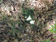 Thalictrum tuberosum