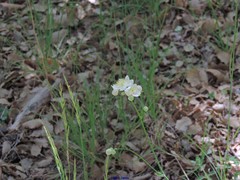 Thalictrum tuberosum