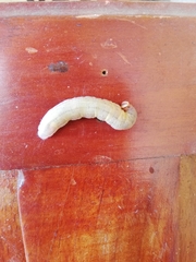 Lepidoptera