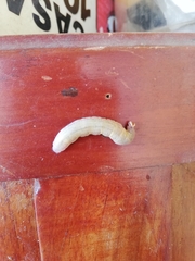 Lepidoptera