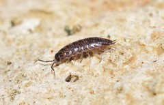 Chaetophiloscia hastata
