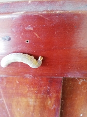 Lepidoptera