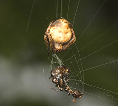 Araneus acuminatus