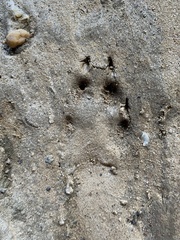 Vulpes vulpes fulvus