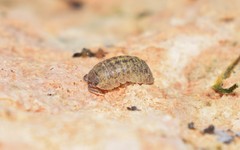 Armadillidium marmoratum