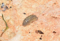 Armadillidium marmoratum