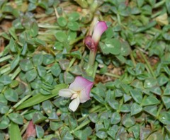 Trifolium uniflorum