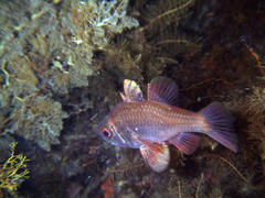 Vincentia conspersa