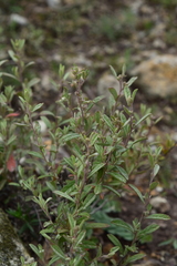 Crocanthemum glomeratum
