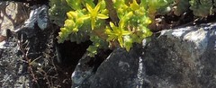 Sedum acre