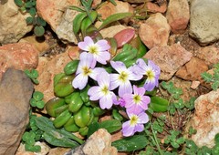 Malcolmia flexuosa