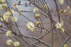 Salix sericea