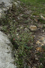 Crocanthemum glomeratum