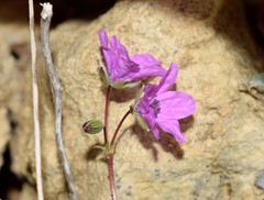 Erodium acaule