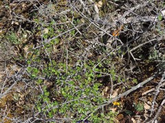 Rhamnus saxatilis