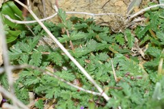 Erodium acaule
