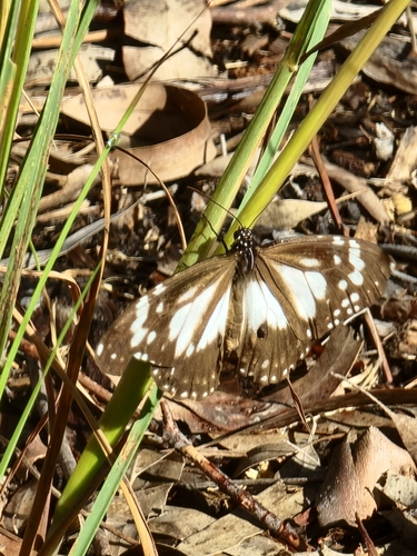 Swamp Tiger Butterfly