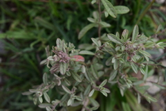 Crocanthemum glomeratum