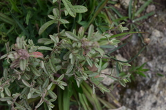 Crocanthemum glomeratum