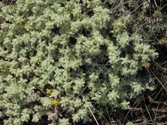 Teucrium gnaphalodes