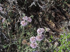 Marrubium supinum