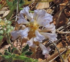 Phelipanche nana