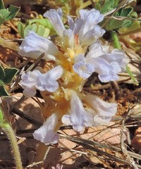 Phelipanche nana