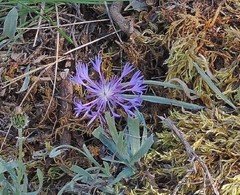 Centaurea graminifolia