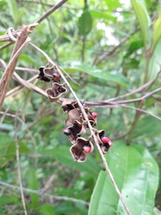 Rhynchosia phaseoloides