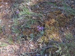 Centaurea graminifolia