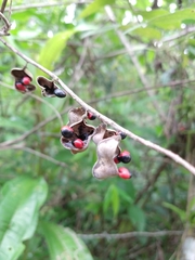 Rhynchosia phaseoloides