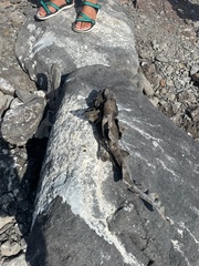 Heterodontus quoyi
