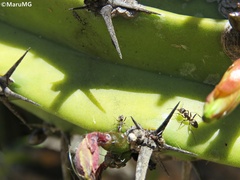Liometopum apiculatum