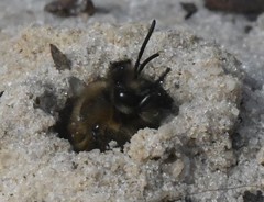 Colletes ultravalidus