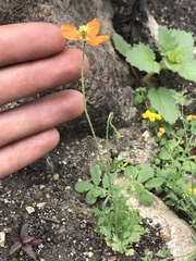 Papaver californicum