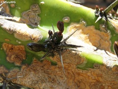 Liometopum apiculatum