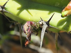 Liometopum apiculatum